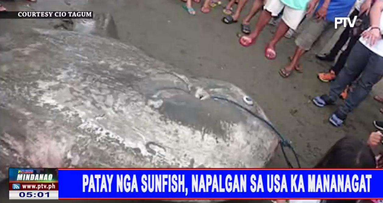 Patay nga Sunfish, napalgan sa usa ka mananagat - PTV News