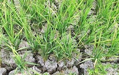 DOH urged to prepare for disease outbreaks during El Niño