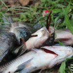 fish-kill