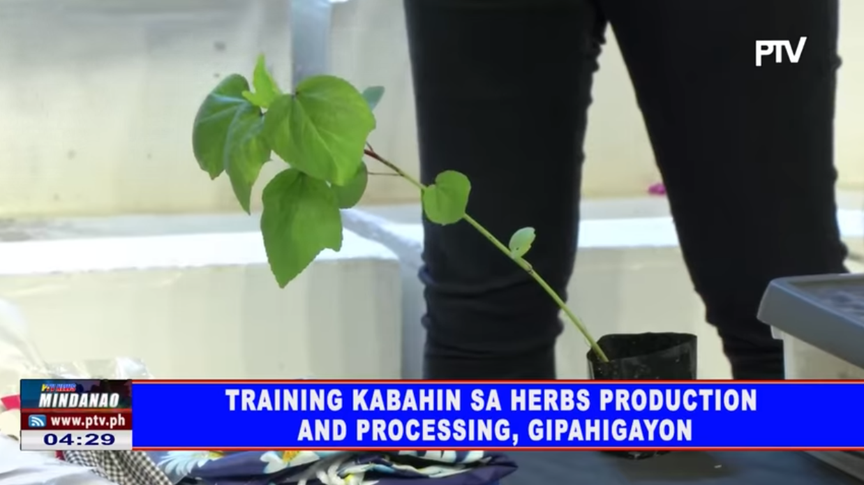 Training kabahin sa Herbs Production Processing, gipahigayon - PTV News