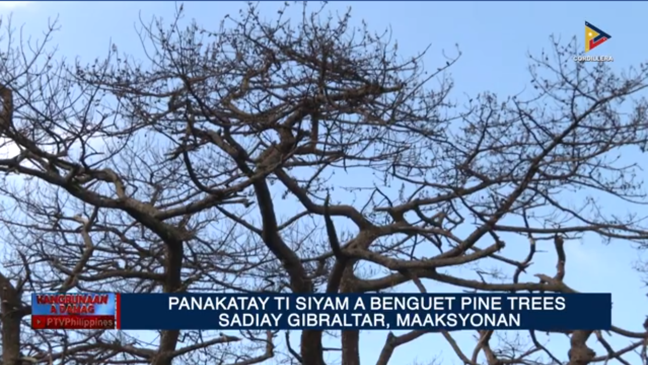 Panakatay ti siyam a Benguet Pine Trees sadiay Gibraltar, maaksyonan ...