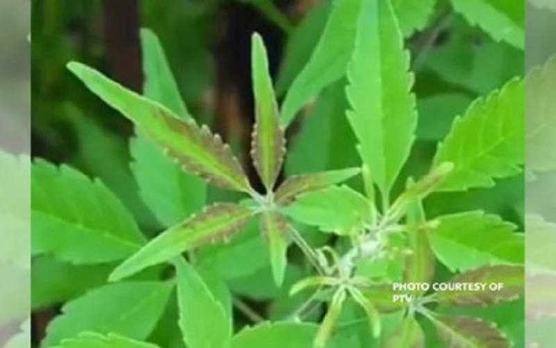 DOST study shows lagundi helps in COVID19 recovery PTV News