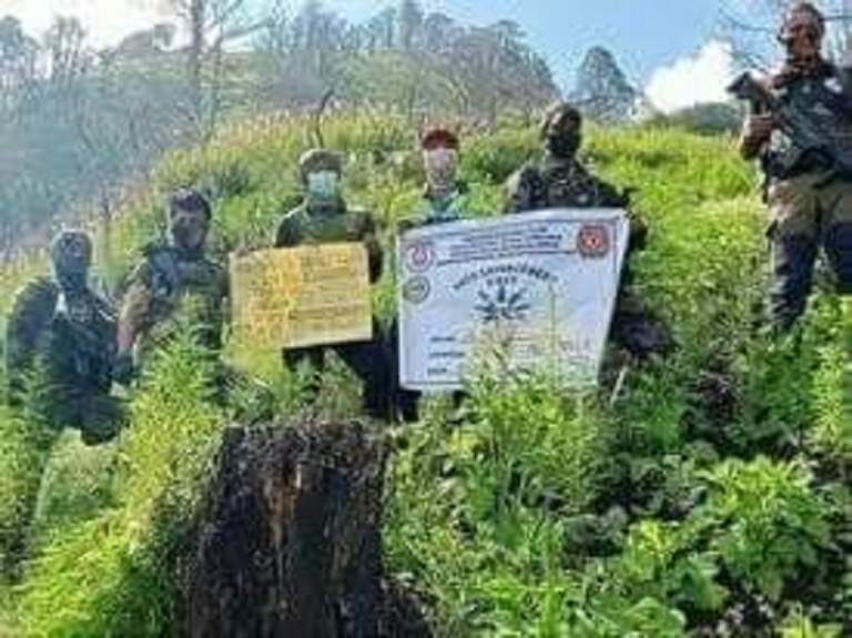 Over P40-M worth of marijuana plants destroyed in Kalinga