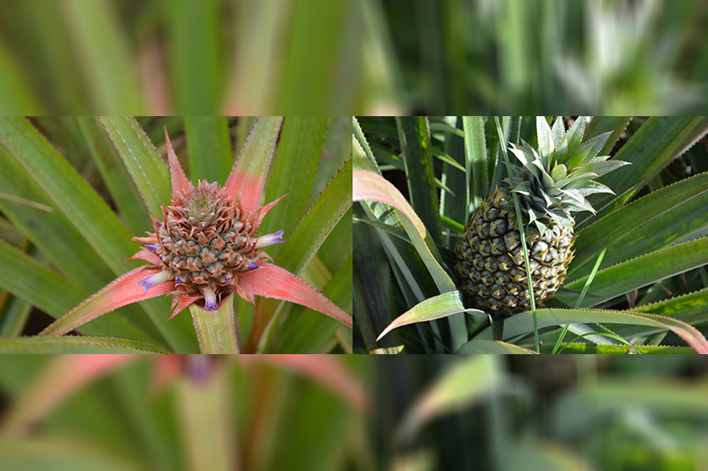 NICER’s R&D program on Queen Pineapple officially kicks off PTV News