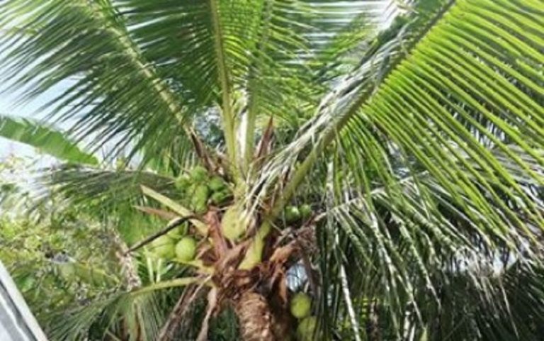 Thousands of farmers benefit from gov’t coco programs