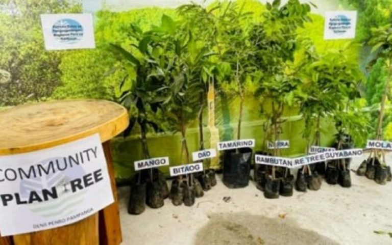 DENR free seedlings help enhance food security