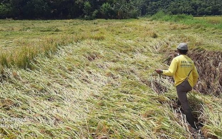 ‘Maring’ leaves P220-M damages in Ilocos Norte