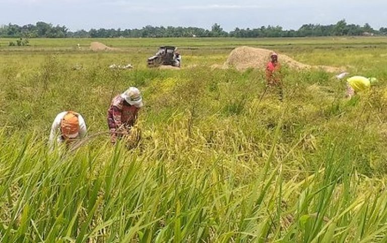 Ani at Kita: DA assures agricultural aid through registry system
