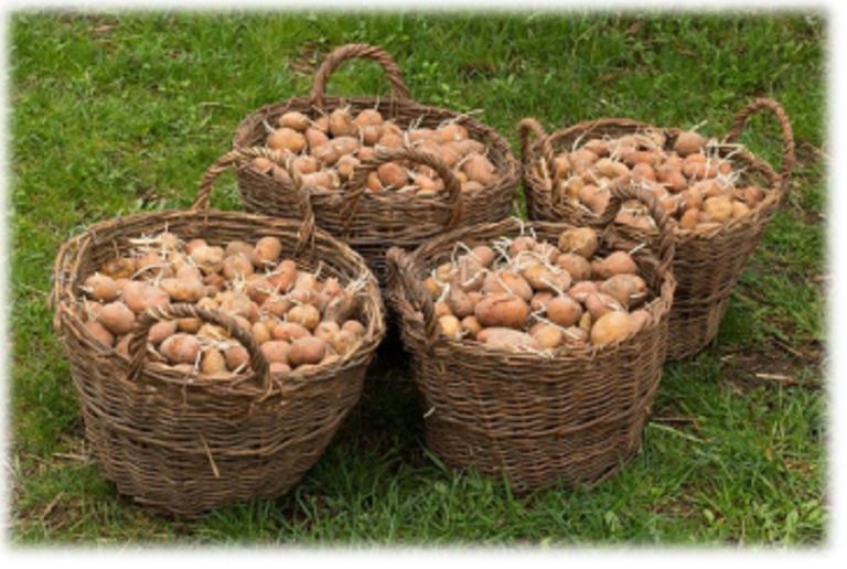 Potato R&D Center:  Quality potato seeds for local farmers