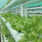 Photo Courtesy of CLSU Hydroponics Aquaponics FB Page