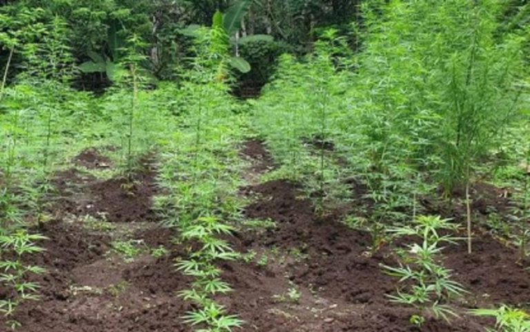 Troops destroy P11-M worth of marijuana plants in Sulu