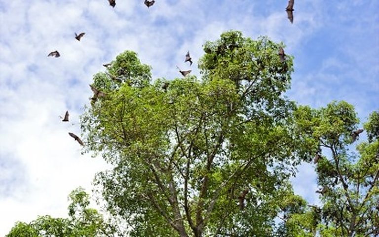 Camiguin’s endangered bats live in peace as new tourist draw