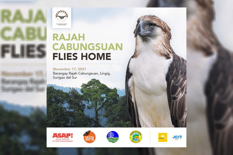 Rescued PH Eagle to be released back into the wild