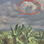 IP Camera snapshot from VPBO station in Villar, Botolan, Zambales, 12 kilometers northwest of Pinatubo Crater, of the steam-dominated whitish top of the eruption plume that rose above the cloud cover over the edifice a few minutes after the end of phreatic eruption at 12:13PM. (Photo from DOST-Phivolcs Twitter)