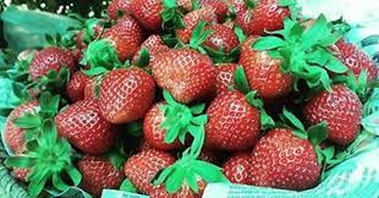 Patuloy na paglipana ng misdeclared imported plant products, ikinababahala ng House tax chief