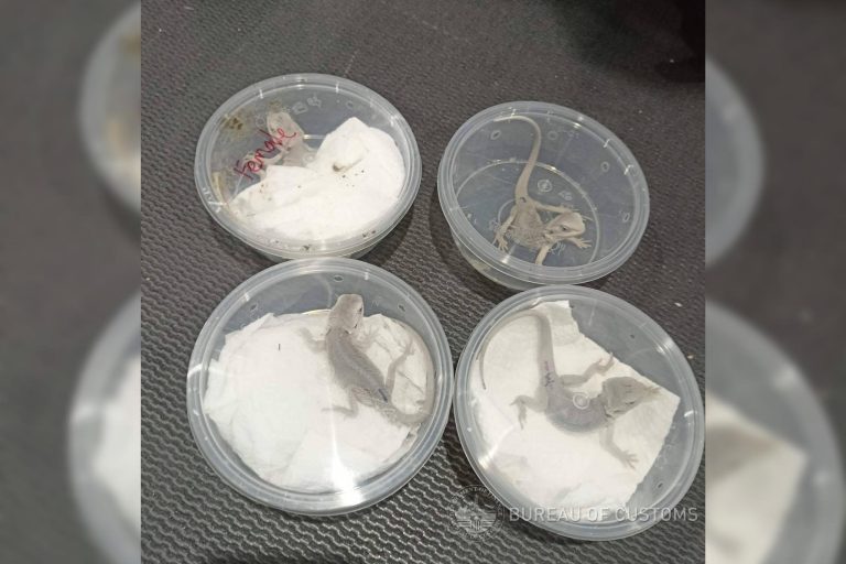 BOC-Clark seizes live bearded dragons declared as ‘Tupperware’