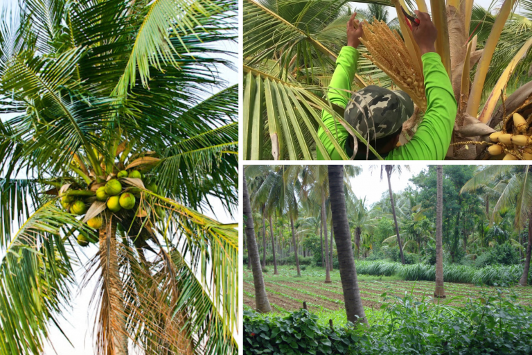 “OneDA” Family 2021 Yearender: Coco farmers, industry law: Game changer, catalyzer