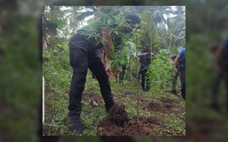 Troops destroy P8.6-M worth of marijuana plants in Sulu