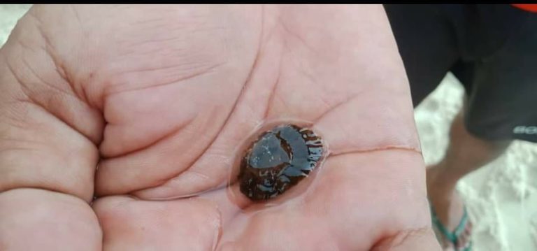 Jellyfish bloom seen in Boracay due to Habagat