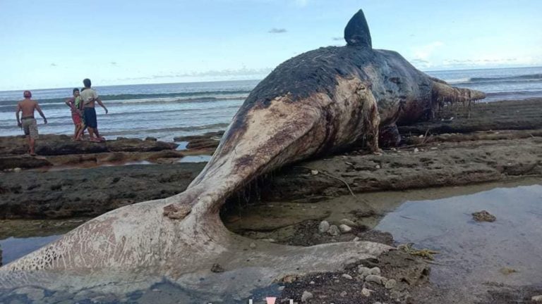 Lifeless sperm whale hovered in Davao Occidental shores