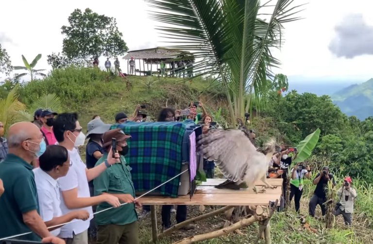 Rescued Philippine eagle released to Mt. Busa