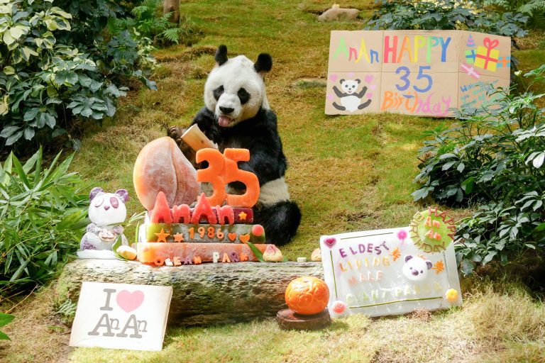 World’s oldest male giant panda dies at 35