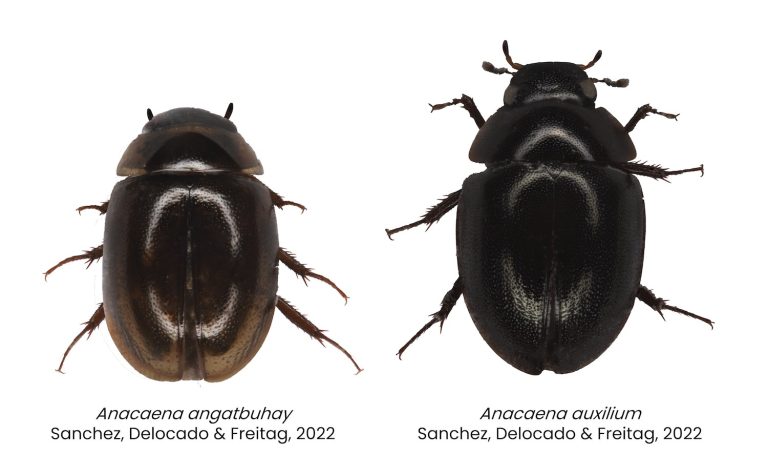 New species of beetles discovered