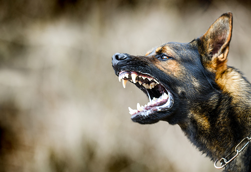DOH: 157 rabies cases reported from Jan. 1
