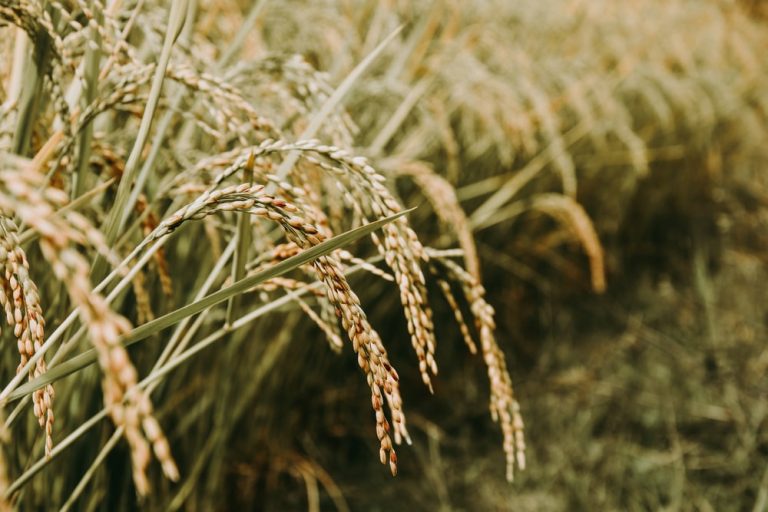 Marcos Jr. urged to repeal Rice Liberalization Law