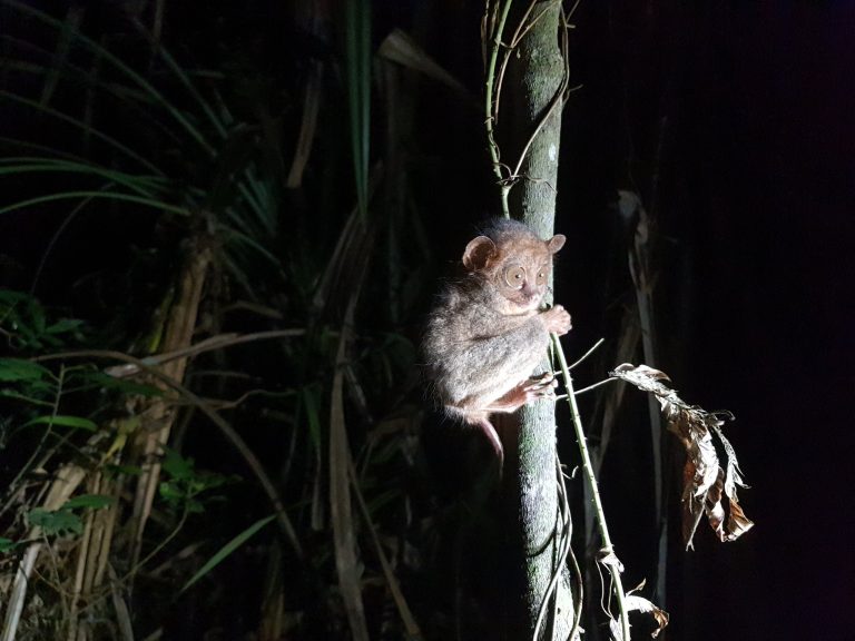 PH tarsier spotted in Tacloban City for first time