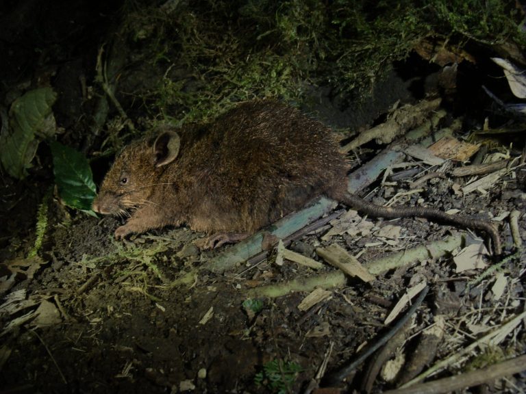 New mouse species discovered in Davao Oriental