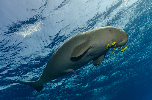 Dugongs declared functionally extinct in China