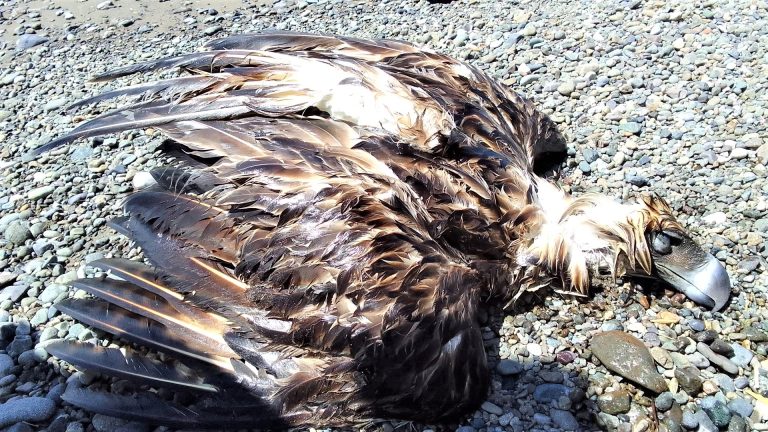 Critically-endangered Philippine eagle found dead in Sarangani