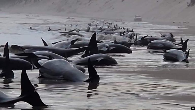 More Than 200 Whales Washed Ashore on Australia’s Tasmania State