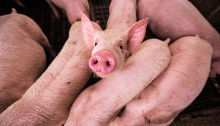 DA Western Visayas told to test pig breeding sites to curb spread of ASF