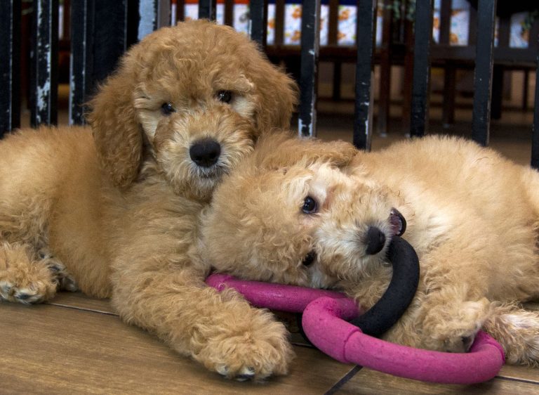 New York bans pet stores from selling cats, dogs, rabbits