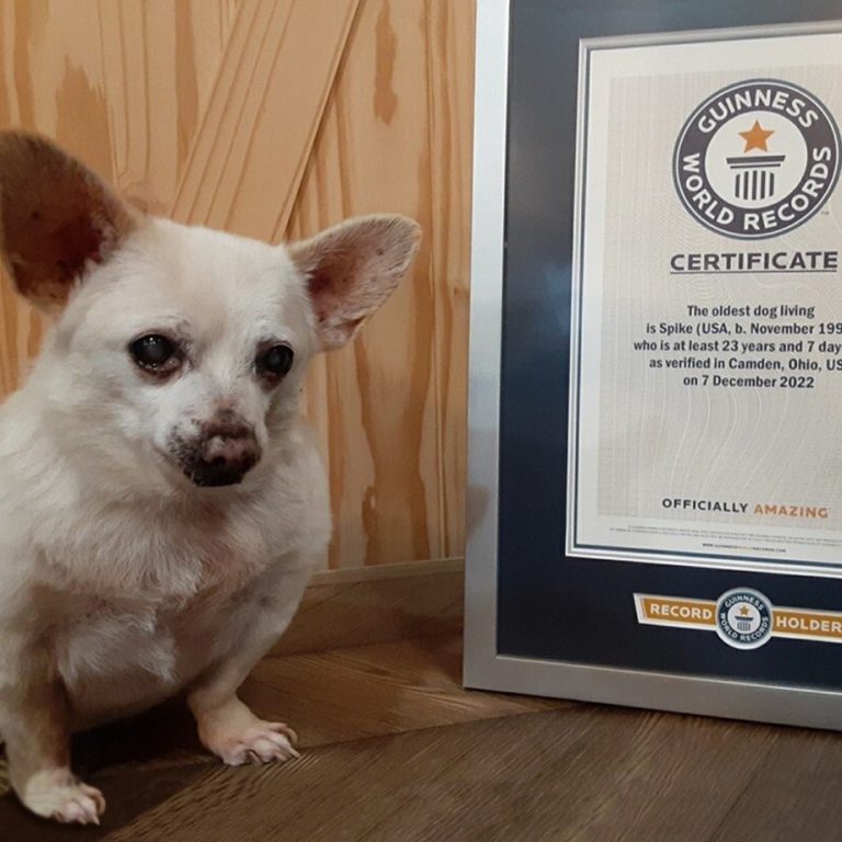 23-year-old Chihuahua claims record for oldest dog in the world
