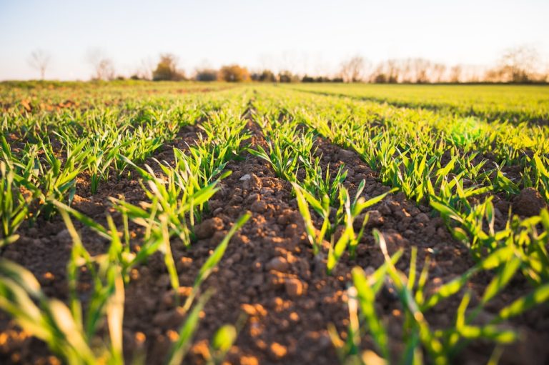 Heavy rains across PH cause over P315-M agri damage