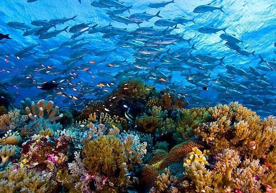 Tubbataha Reef among world’s best scuba diving destinations