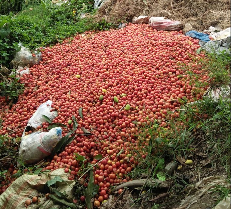 Farmer forced to throw away kilos of tomatoes due to oversupply