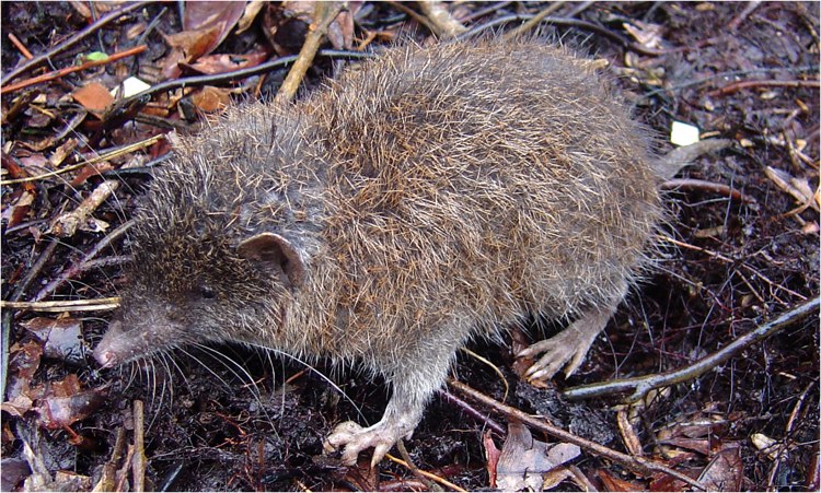 New hedgehog species discovered in Mindanao