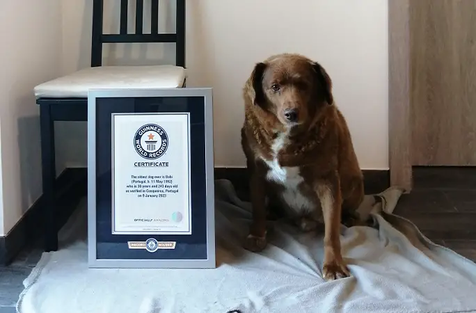 30-year-old dog ‘Bobi’ crowned oldest dog in the world