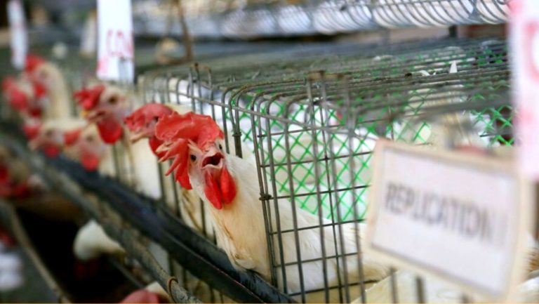 DA bans poultry from Belgium, France