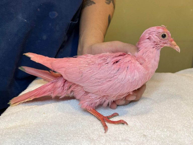 Pigeon dyed pink for gender reveal party dies