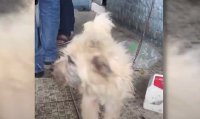 Man arrested for pouring hot water on neighbor’s dog