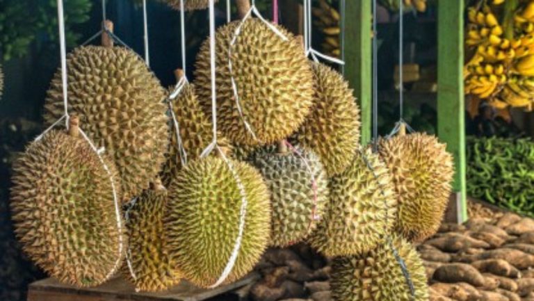 PH to export durian to China next month 