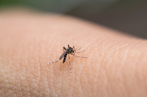 Oriental Mindoro declared malaria-free