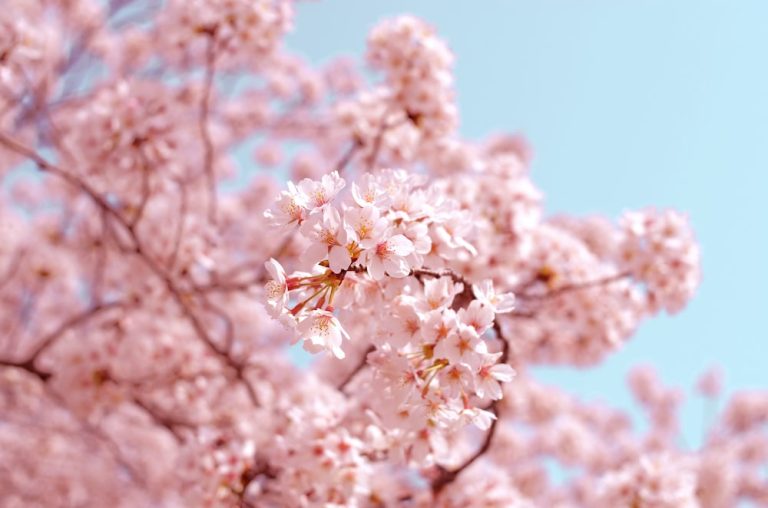 Washington’s cherry blossoms expected to bloom early