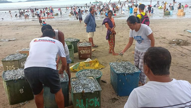 Around 3 tons of ‘Lupoy’ wash up ashore in Masbate village