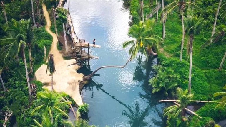 Siargao’s coconut bent tree dies